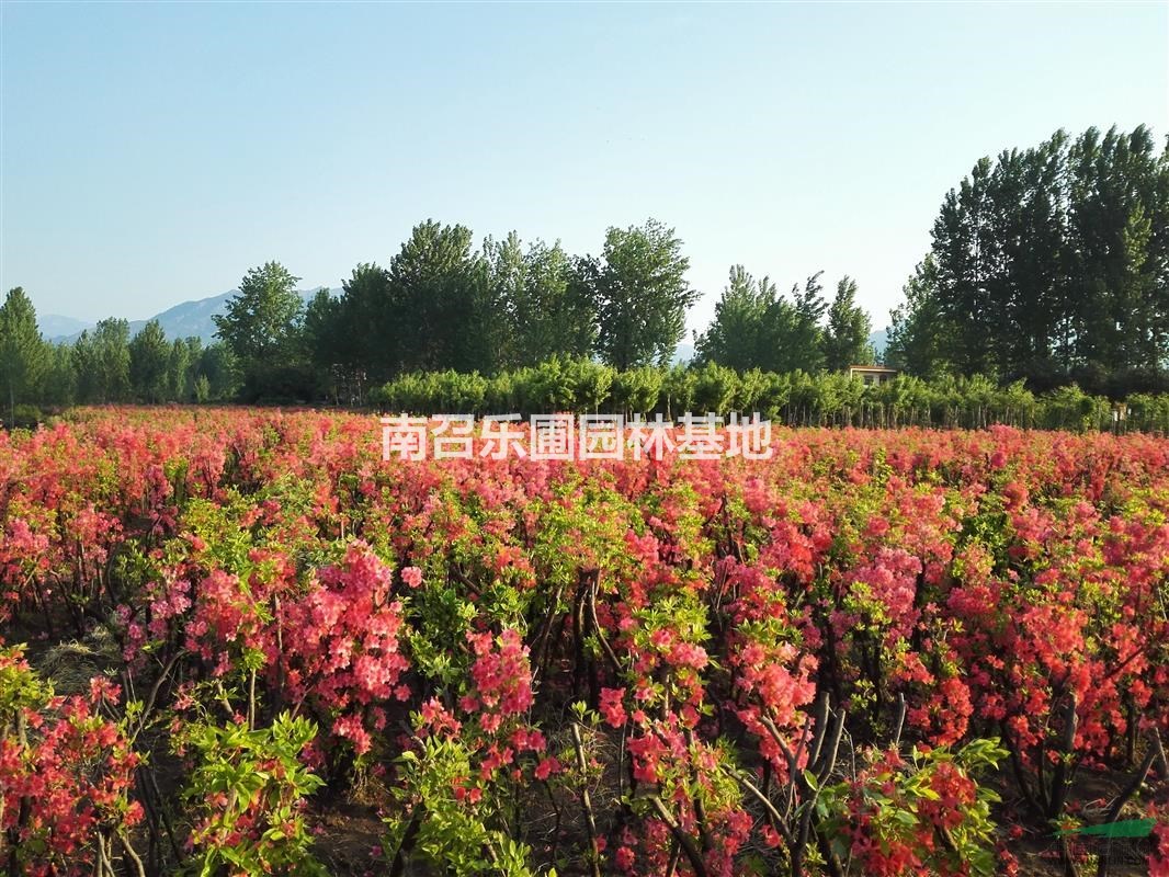 映山紅///杜鵑花///