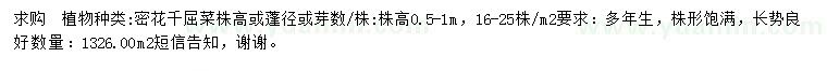 求購高0.5-1米密花千屈菜