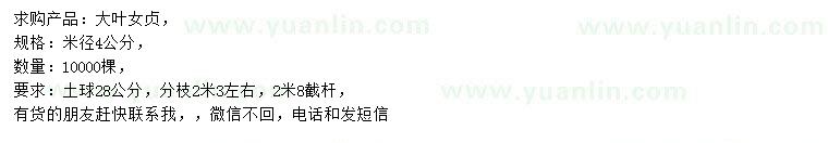 求購米徑4公分大葉女貞