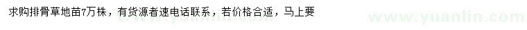 求購(gòu)排骨草地苗