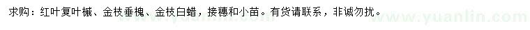 求購紅葉復(fù)葉槭、金枝垂槐、金枝白蠟