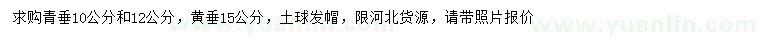 求購10、12公分青垂、15公分黃垂