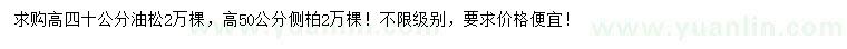 求購高40公分油松、50公分側(cè)柏