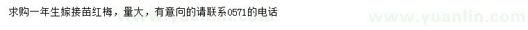 求購(gòu)一年生嫁接紅梅