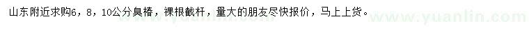 求購6、8、10公分臭椿