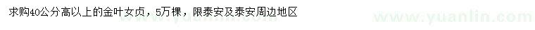 求購高40公分以上金葉女貞