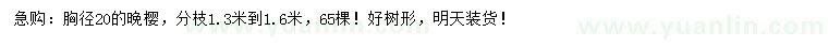 求購胸徑20公分晚櫻