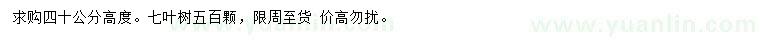 求購高40公分七葉樹