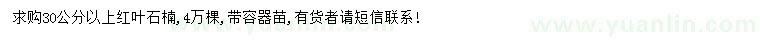 求購30公分紅葉石楠