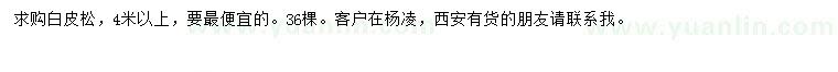 求購4米以上白皮松