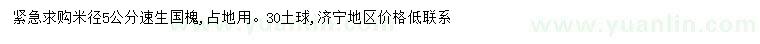 求購5公分速生國槐