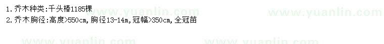求購高5.5米千頭椿