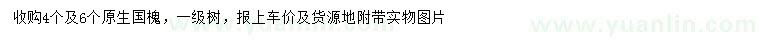 求購4、6公分國槐
