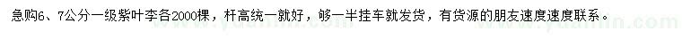 求購(gòu)6、7公分紫葉李