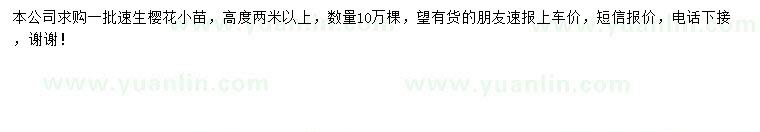 求購高2米以上速生櫻花