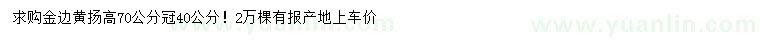 求購高70公分金邊黃楊