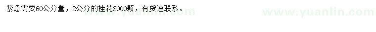 求購60公分量2公分桂花