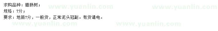 求購7公分臘腸樹