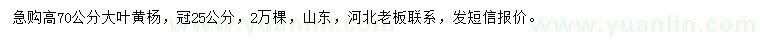 求購高70公分大葉黃楊