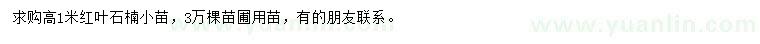 求購高1米紅葉石楠小苗