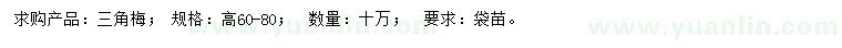 求購高60-80公分三角梅