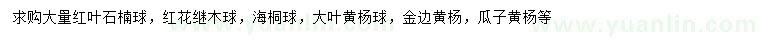 求購紅葉石楠球、紅花繼木球、海桐球等