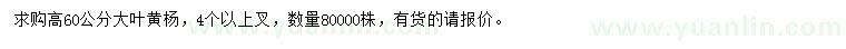 求購高60公分大葉黃楊