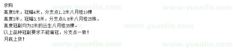 求購(gòu)高3、5米八月桂