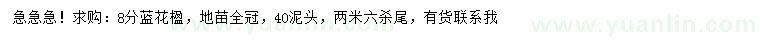 求購(gòu)8公分藍(lán)花楹