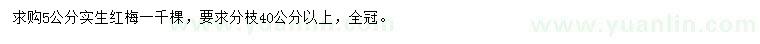 求購5公分紅梅