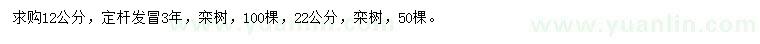 求購12、22公分欒樹