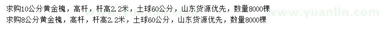 求購8、10公分黃金槐