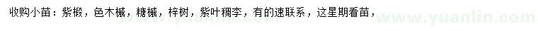 求購紫椴、色木槭、糖槭等