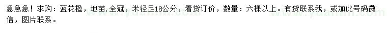 求購18公分藍(lán)花楹
