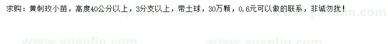 求購高度40公分以上黃刺玫小苗