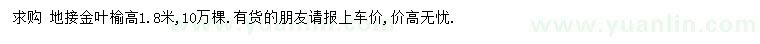 求購高1.8米金葉榆