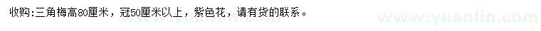 求購高80公分三角梅