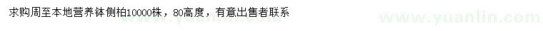 求購高80公分側(cè)柏