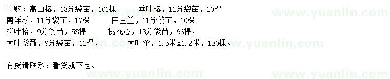 求購(gòu)高山榕、垂葉榕、南洋杉等