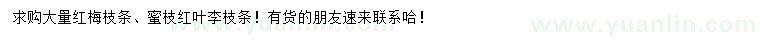 求購紅梅枝條、蜜枝紅葉李枝條