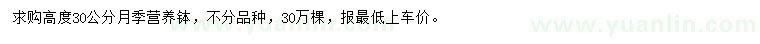 求購高30公分月季