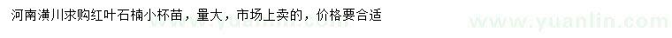 求購紅葉石楠小杯苗
