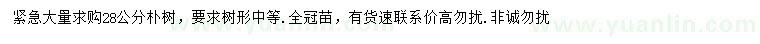 求購28公分樸樹
