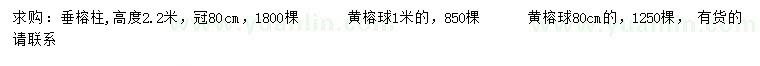 求購高2.2米垂榕柱、0.8、1米黃榕球