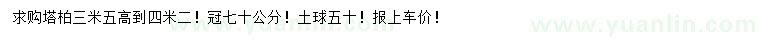 求購高3.5-4.2米塔柏