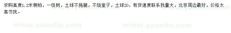 求購高度1.2米側柏