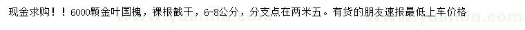 求購6-8公分金葉國槐
