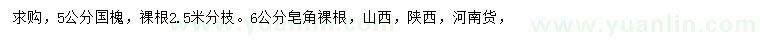 求購5公分國(guó)槐、6公分皂角