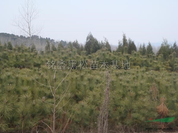 1.2米1.5米黑松報(bào)價(jià)/山東1.2米1.5米黑松報(bào)價(jià)