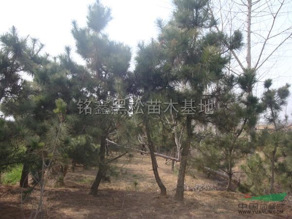 黑松圖片\黑松報價